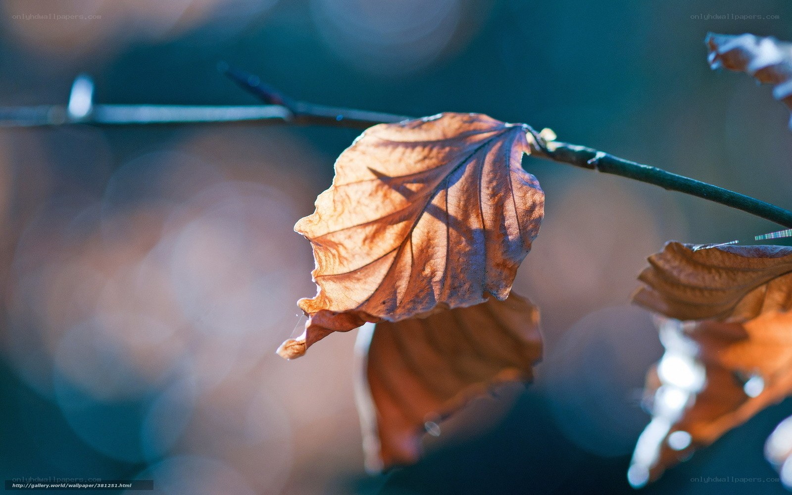 Autumn leaf in sunlight