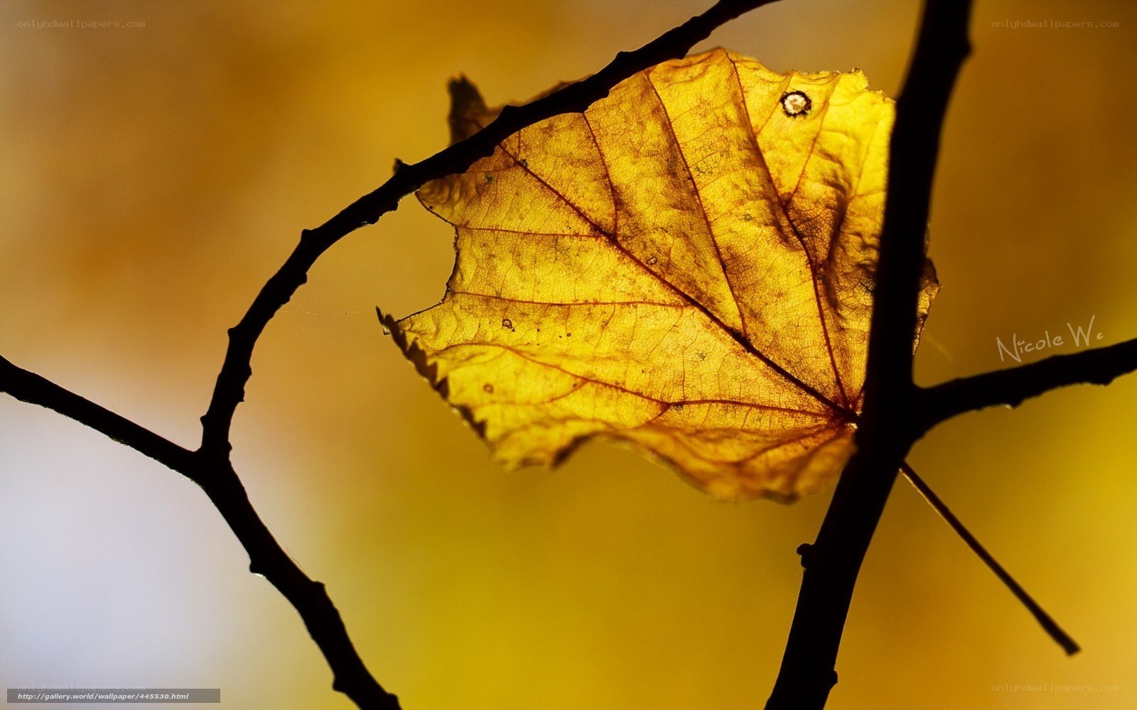 Autumn leaf in sunlight