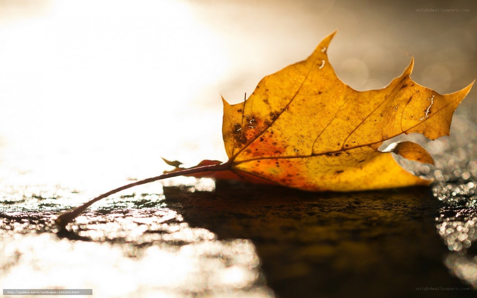 Autumn leaf in sunlight