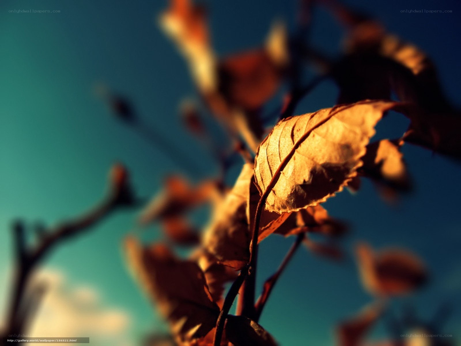 autumn leaf in sunlight