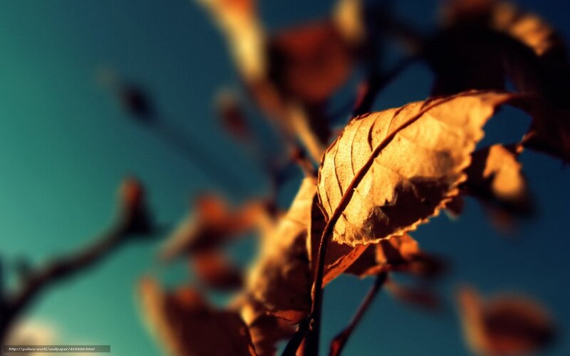 Autumn leaf in sunlight