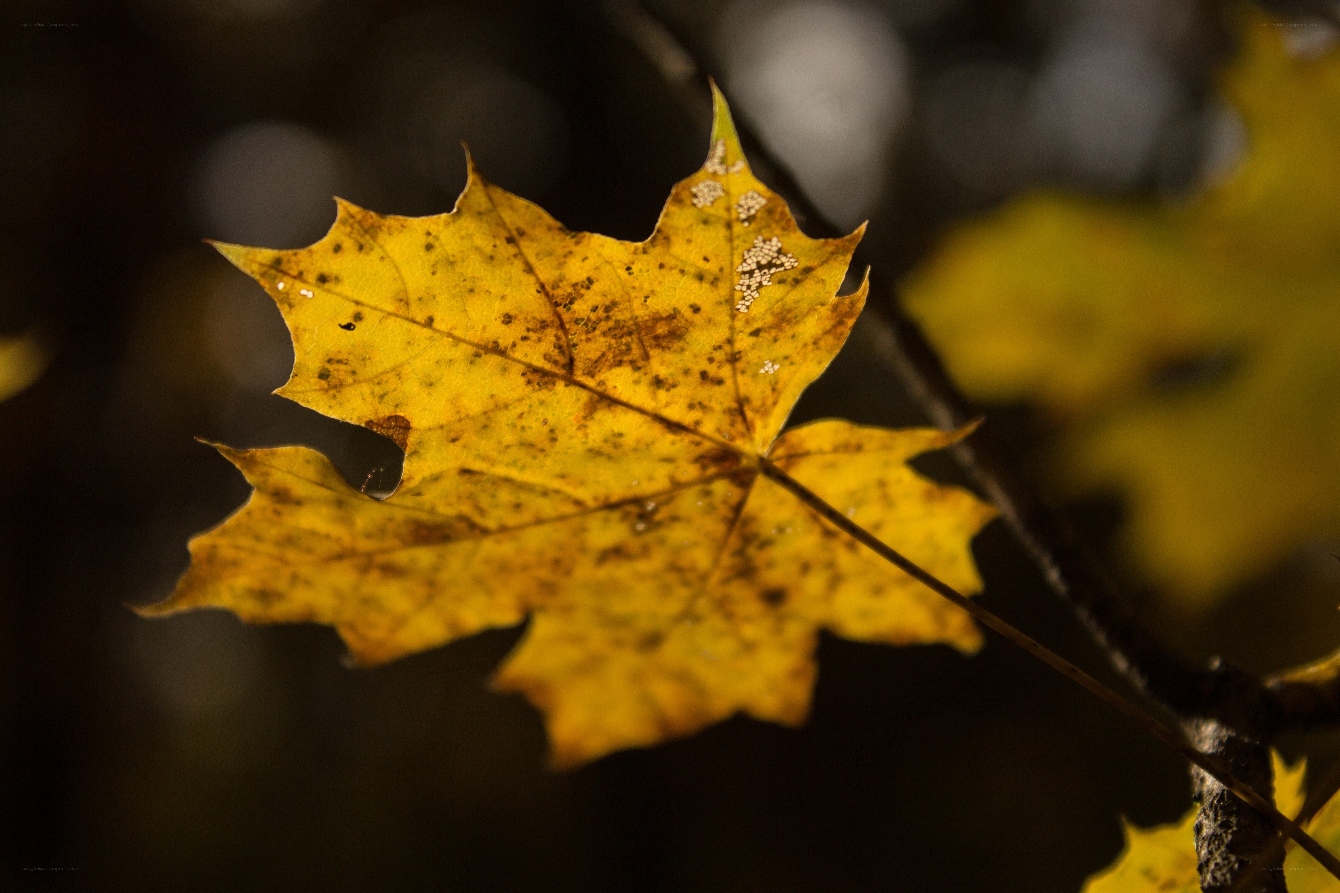 autumn leaf in sunlight