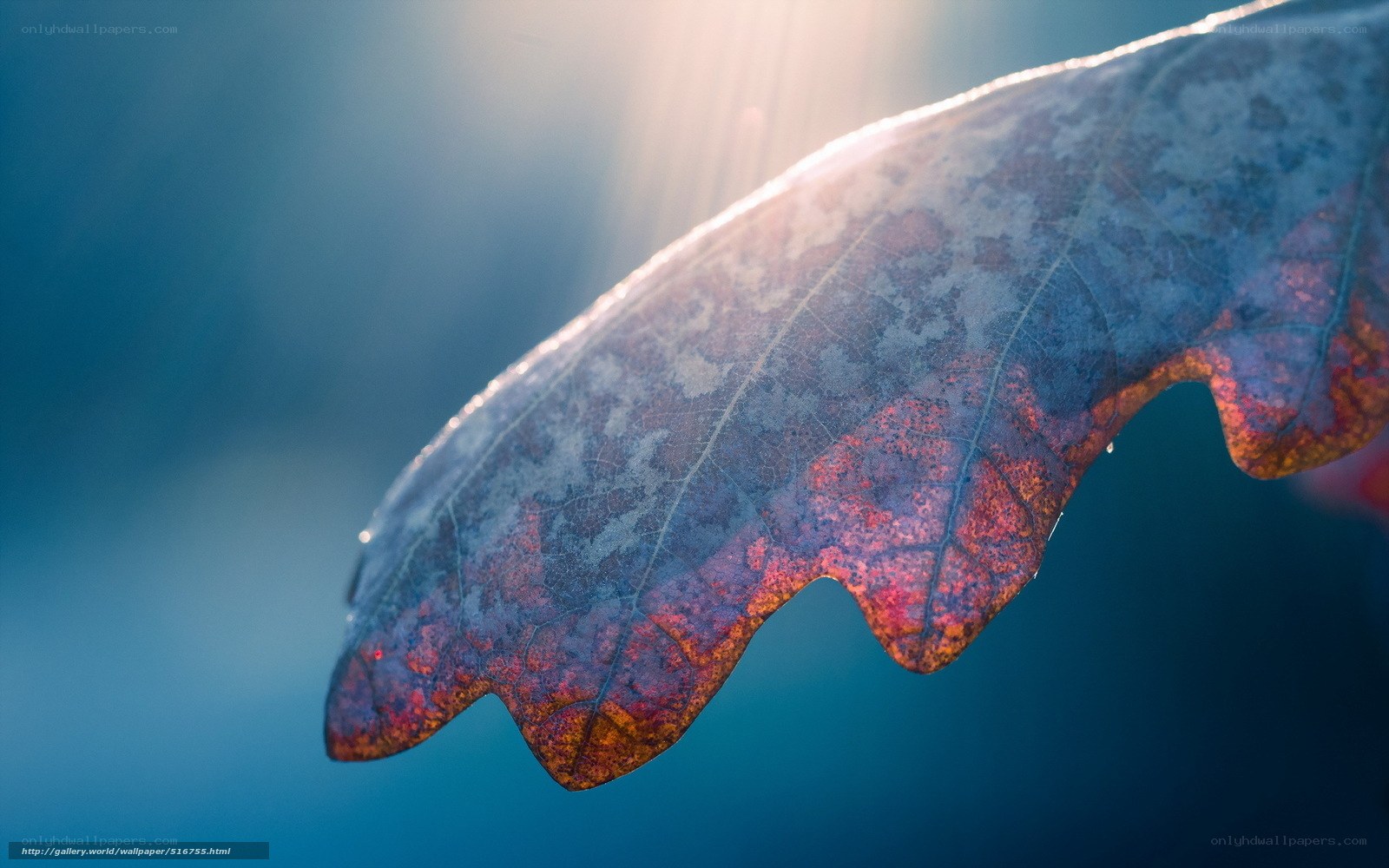 autumn leaf in sunlight