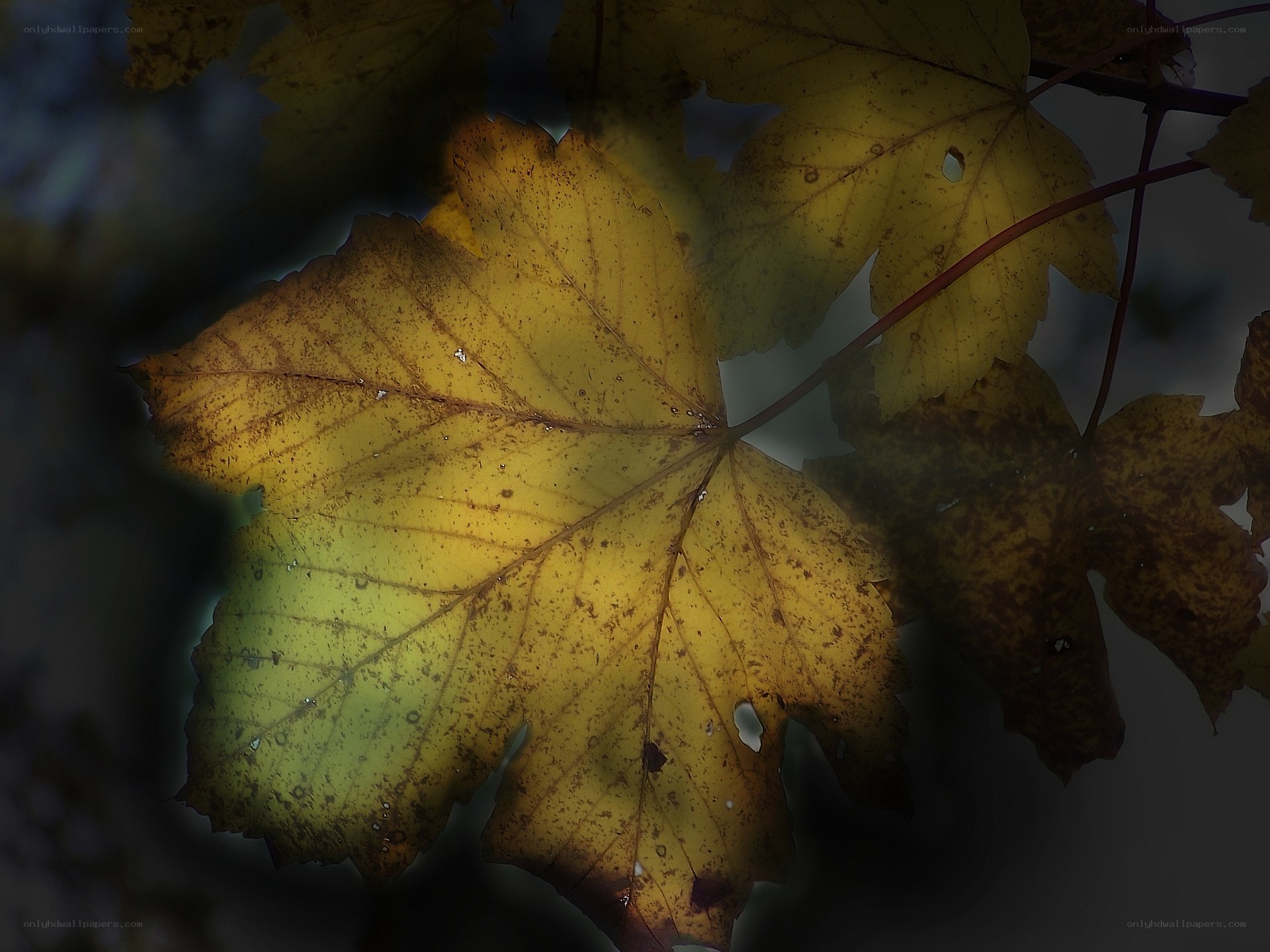 autumn leaf in sunlight