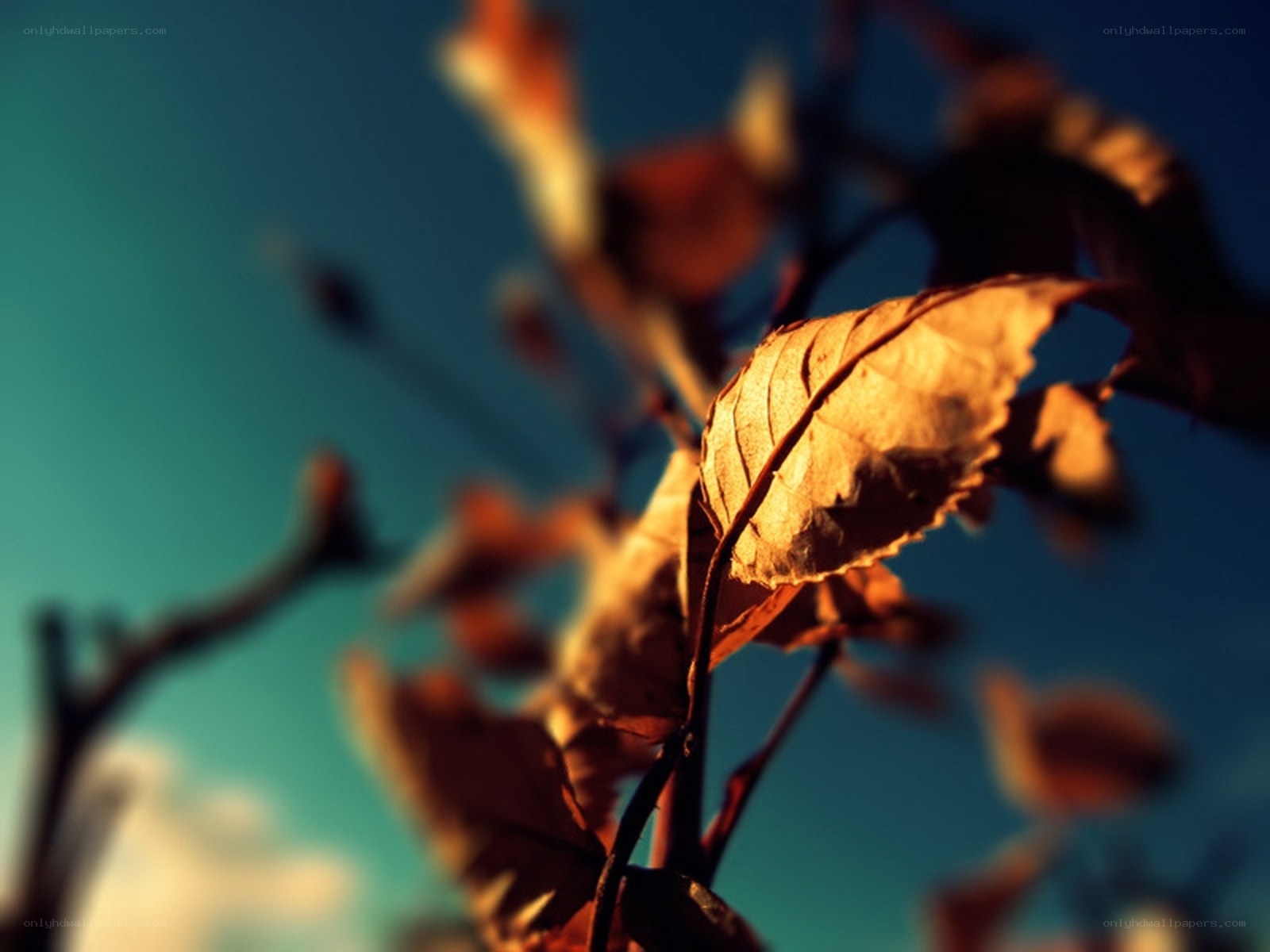 Autumn leaf in sunlight