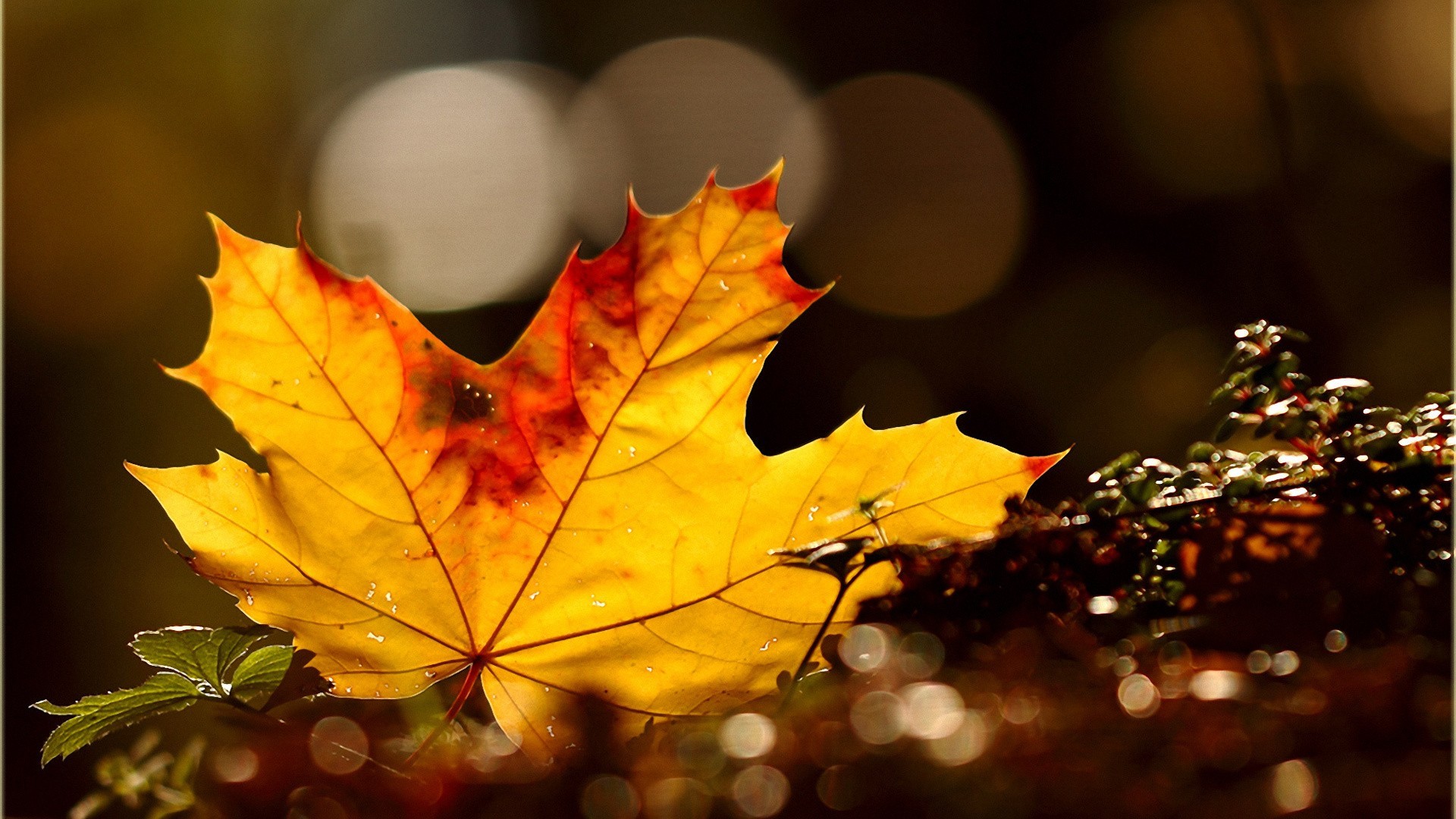 Autumn leaf in sunlight