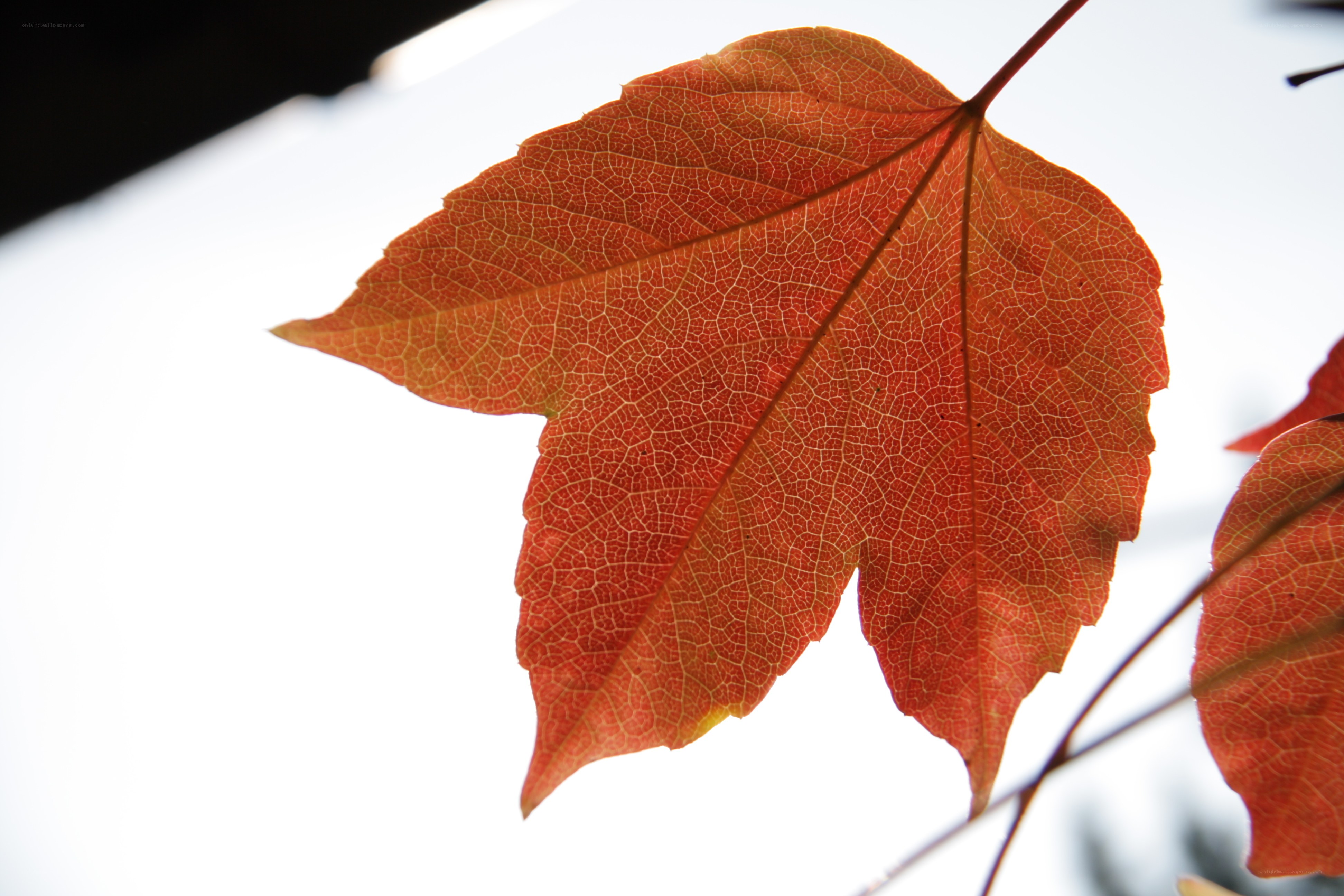 autumn leaf in sunlight
