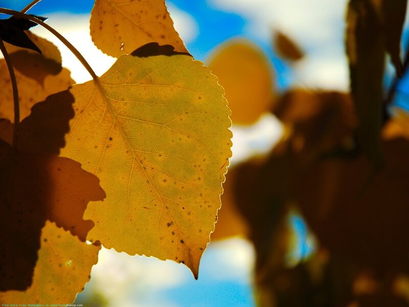 autumn leaf in sunlight