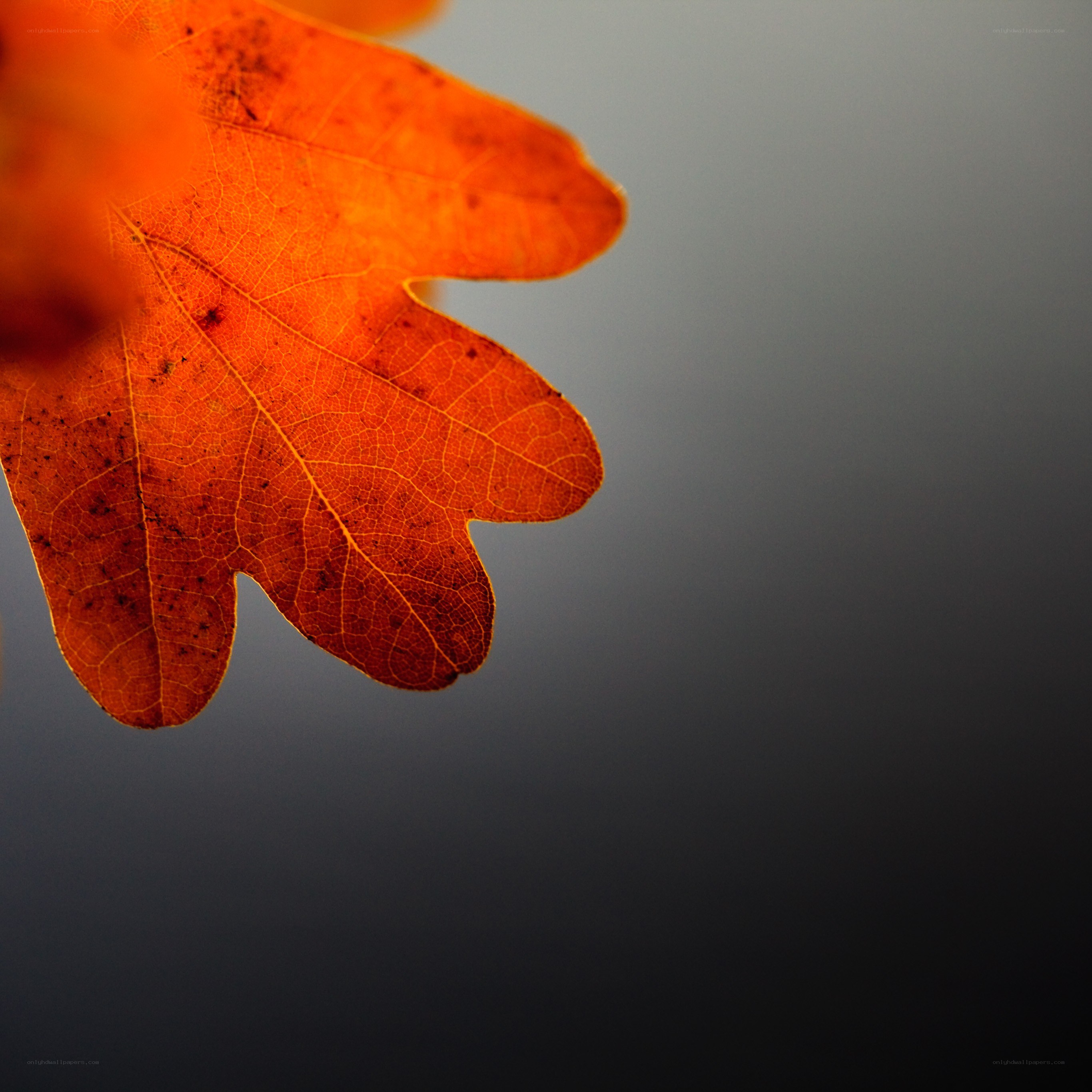 autumn leaf in sunlight