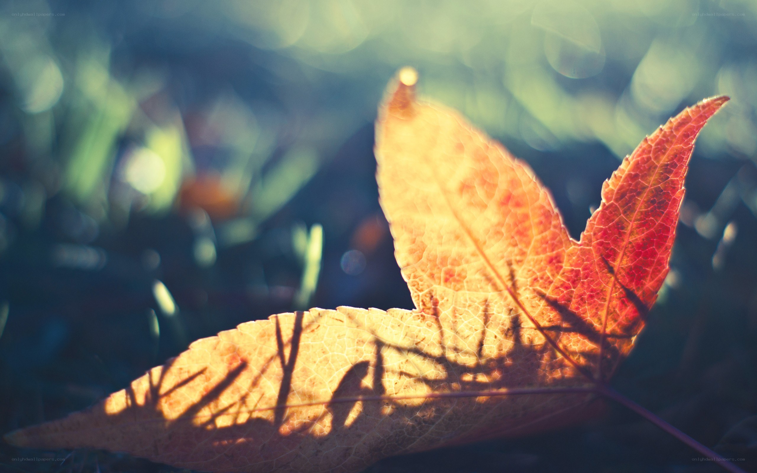 autumn leaf in sunlight