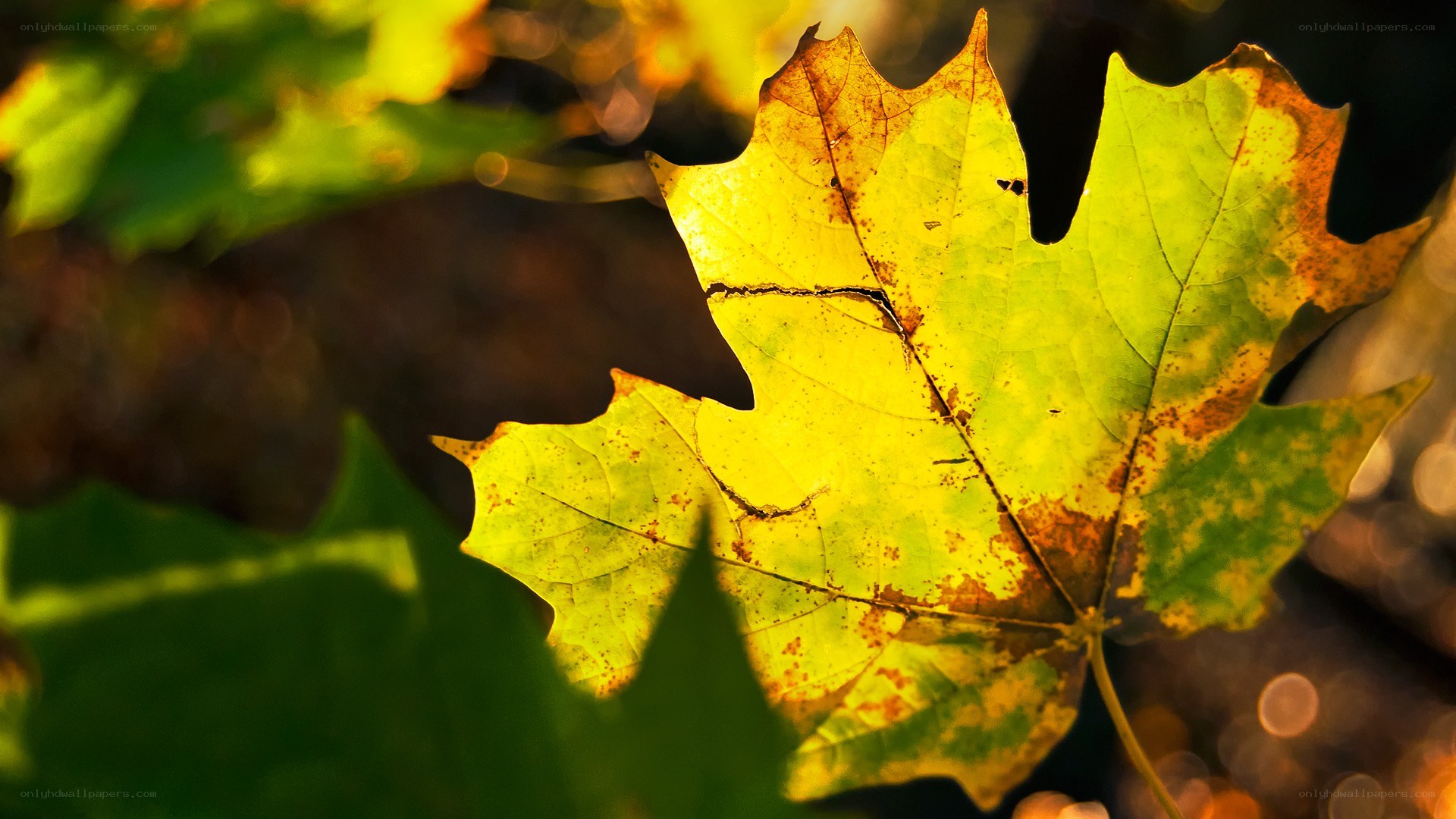 autumn leaf in sunlight
