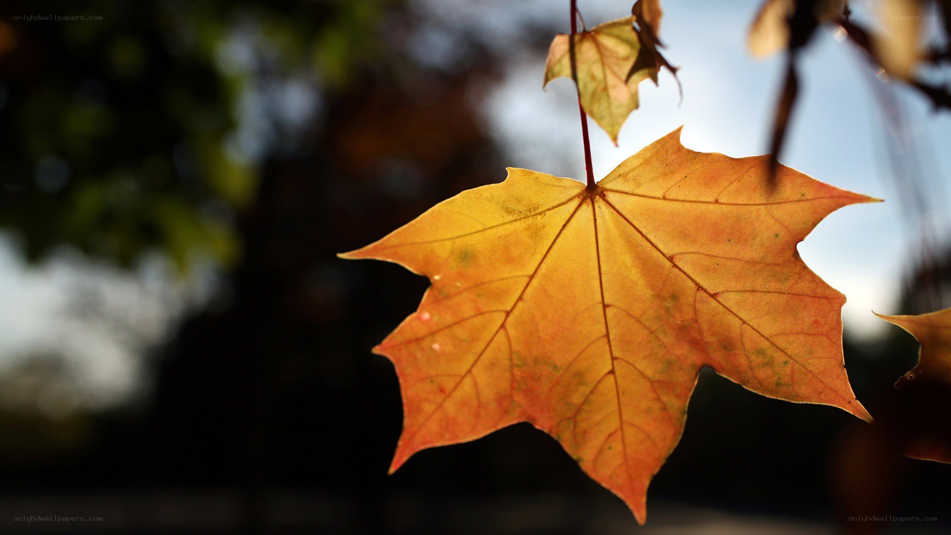autumn leaf in sunlight