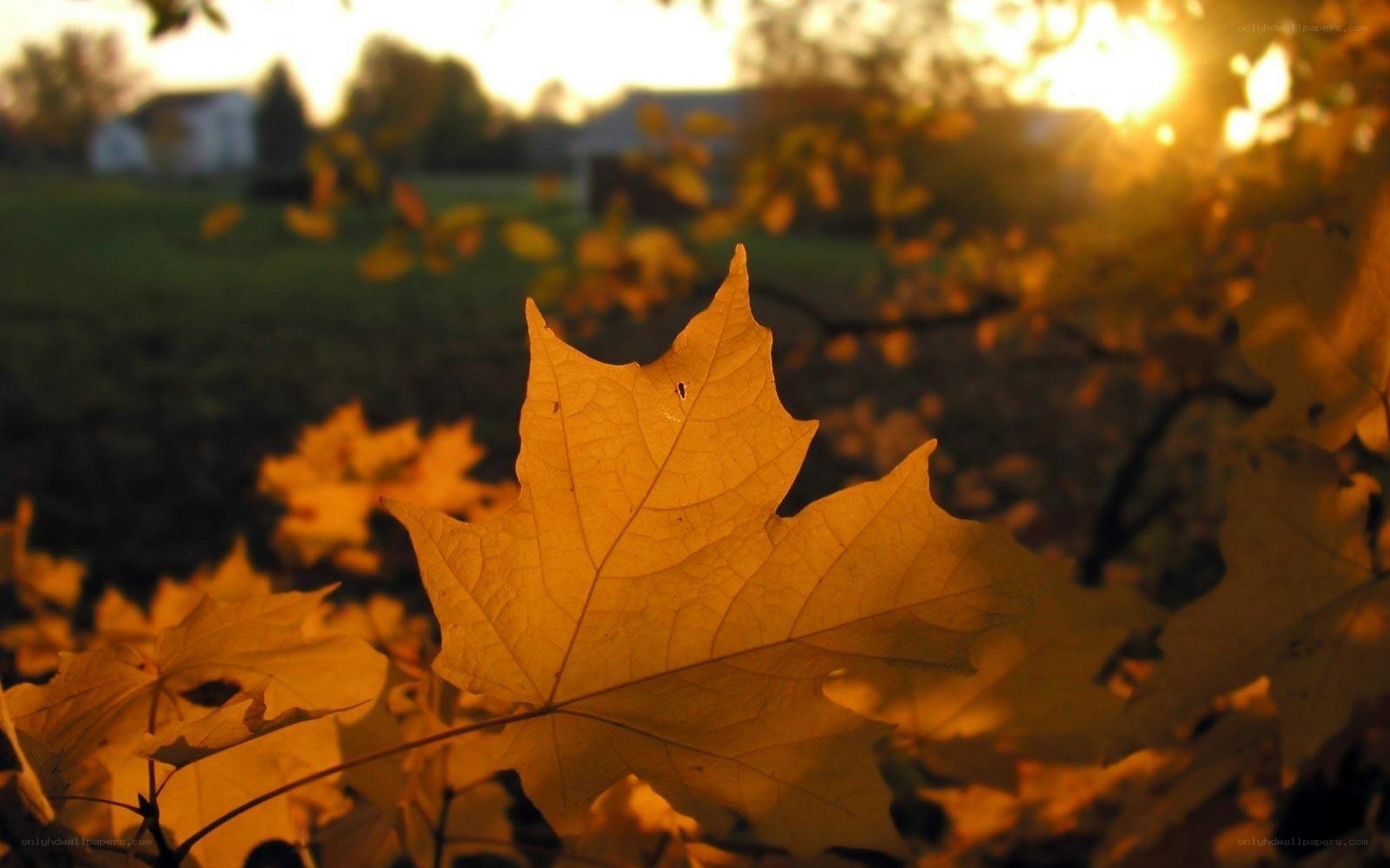 autumn leaf in sunlight