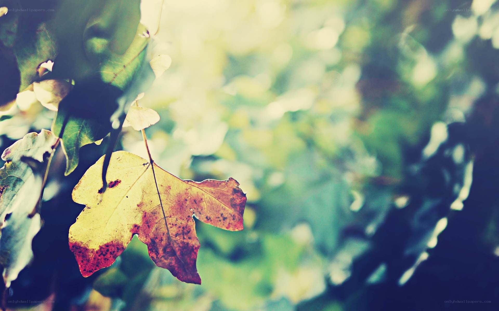 autumn leaf in sunlight