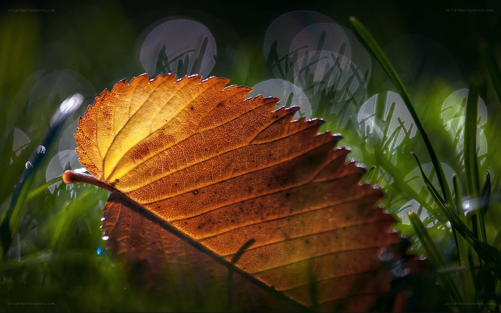 Autumn leaf in sunlight