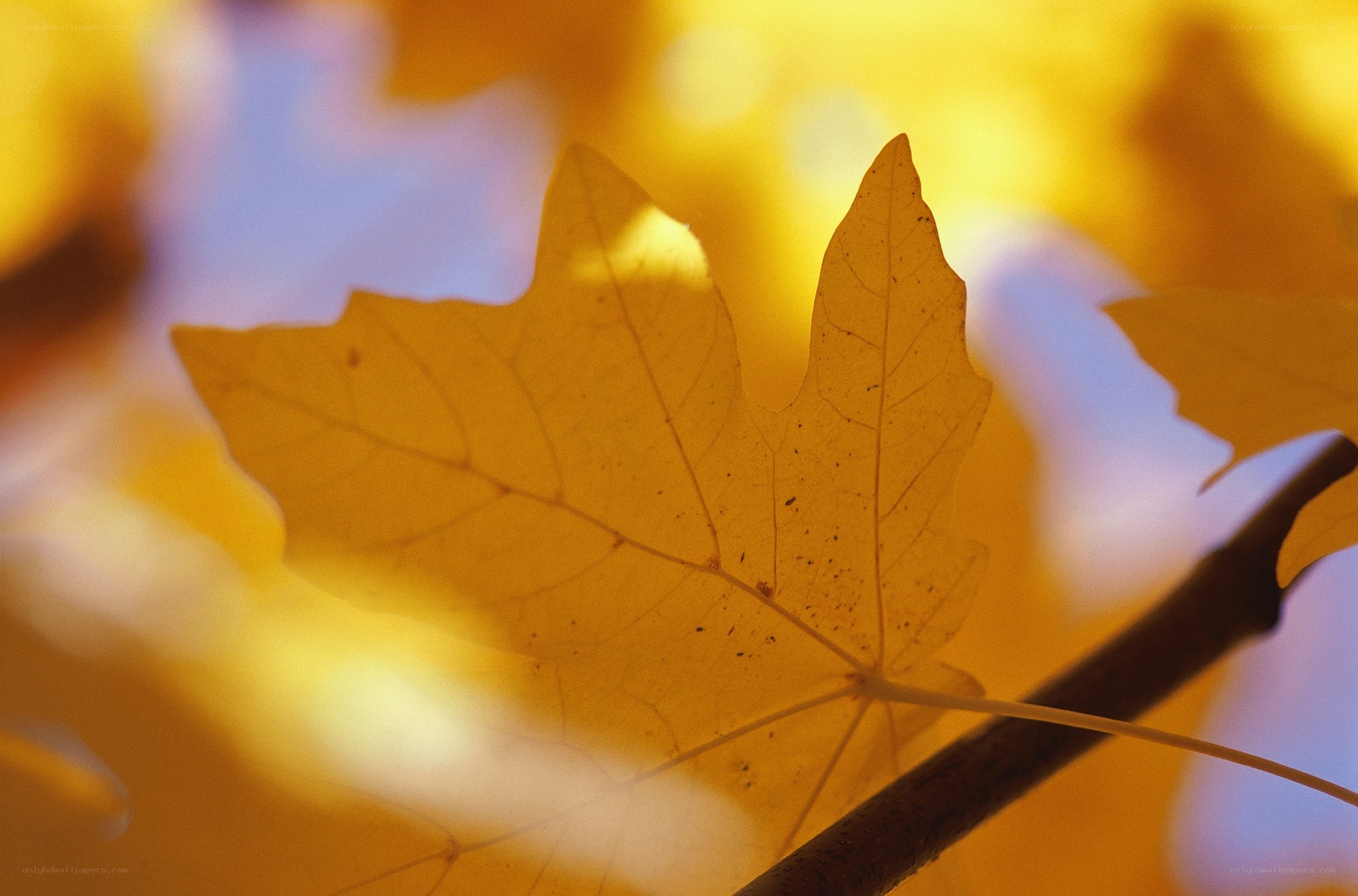 Autumn leaf in sunlight