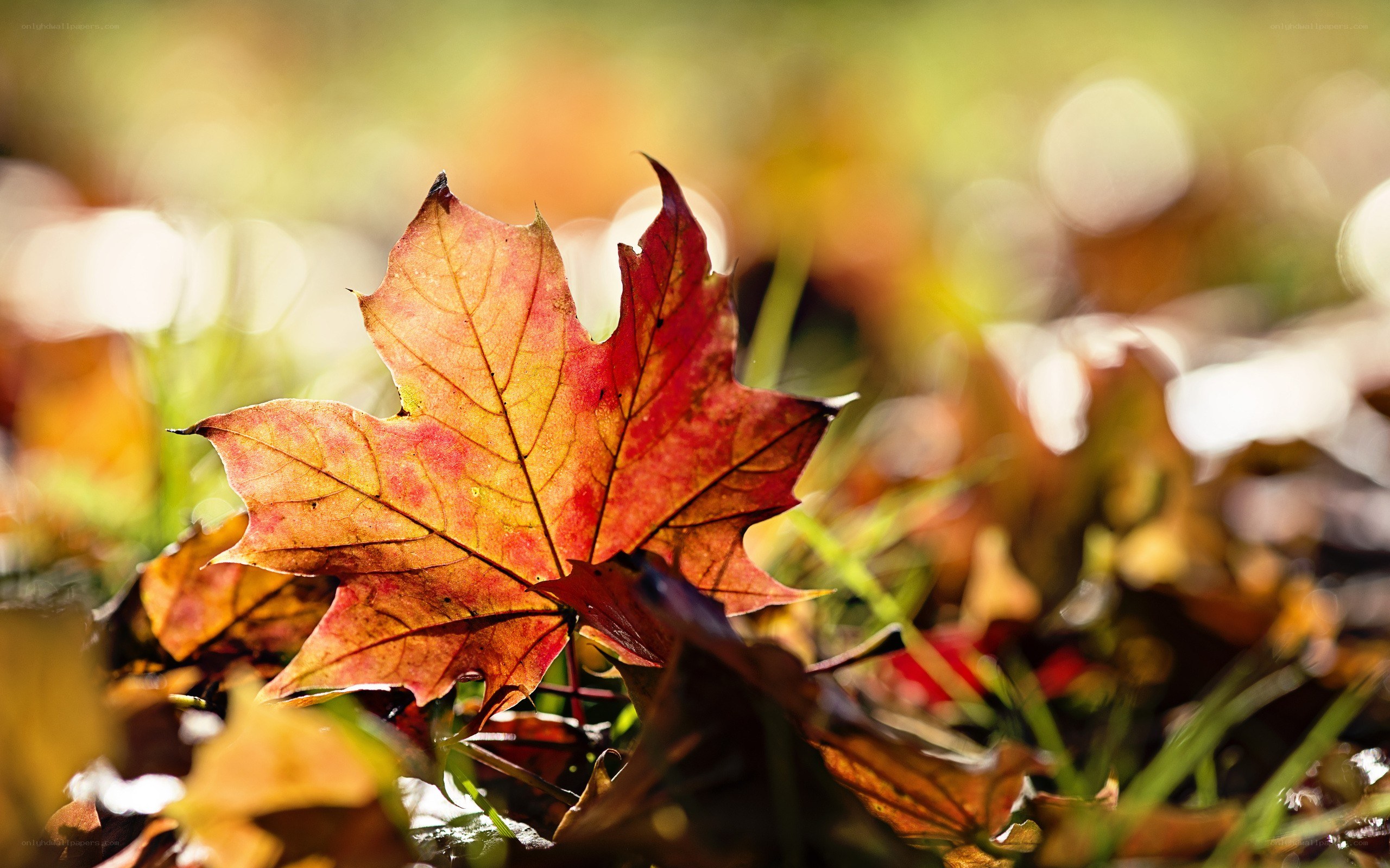 Autumn leaf in sunlight