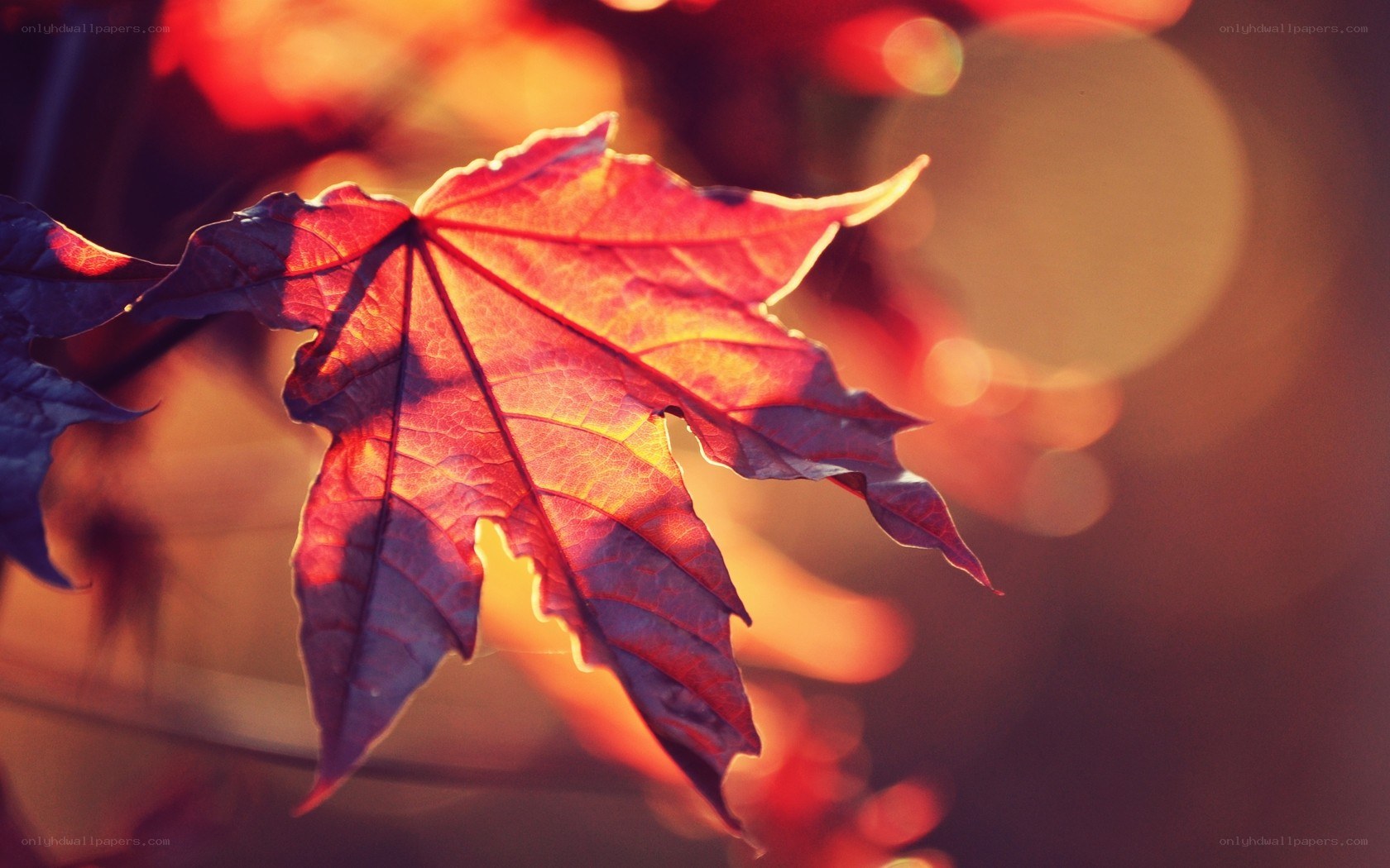 autumn leaf in sunlight