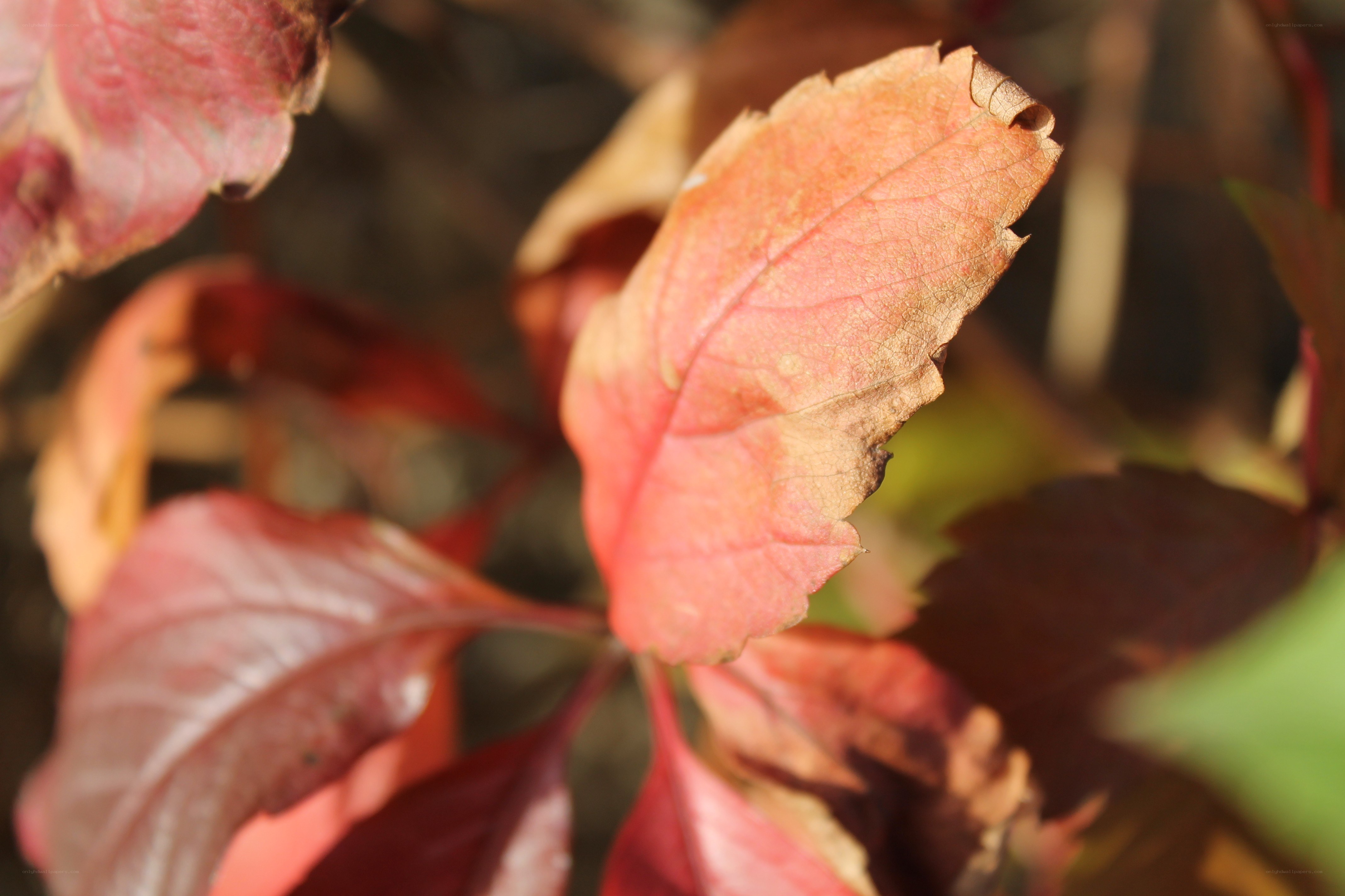 autumn leaf in sunlight