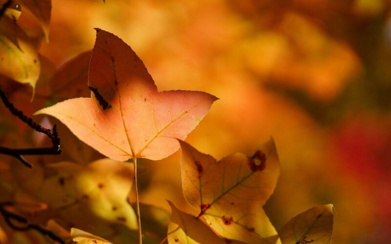 autumn leaf in sunlight