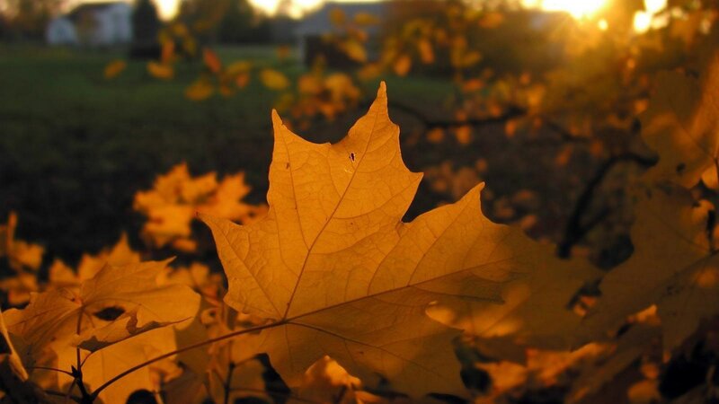 autumn leaf in sunlight