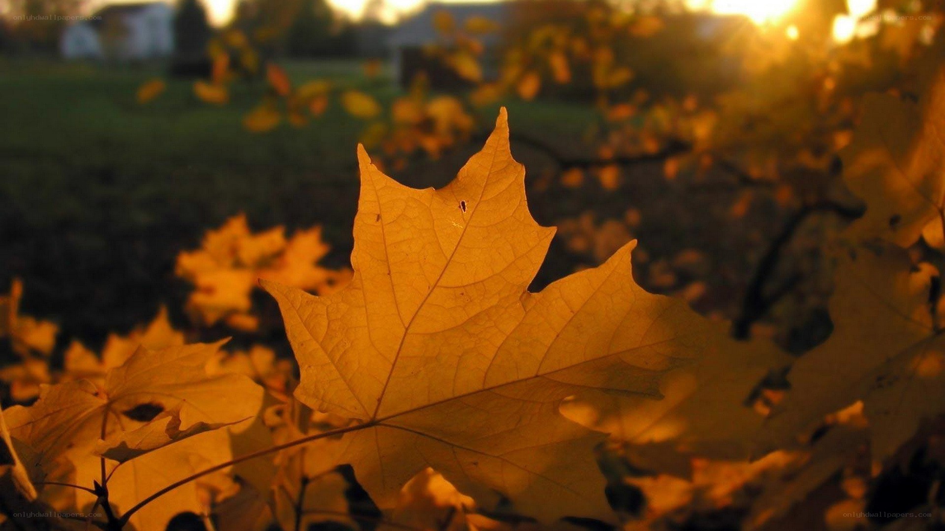 autumn leaf in sunlight
