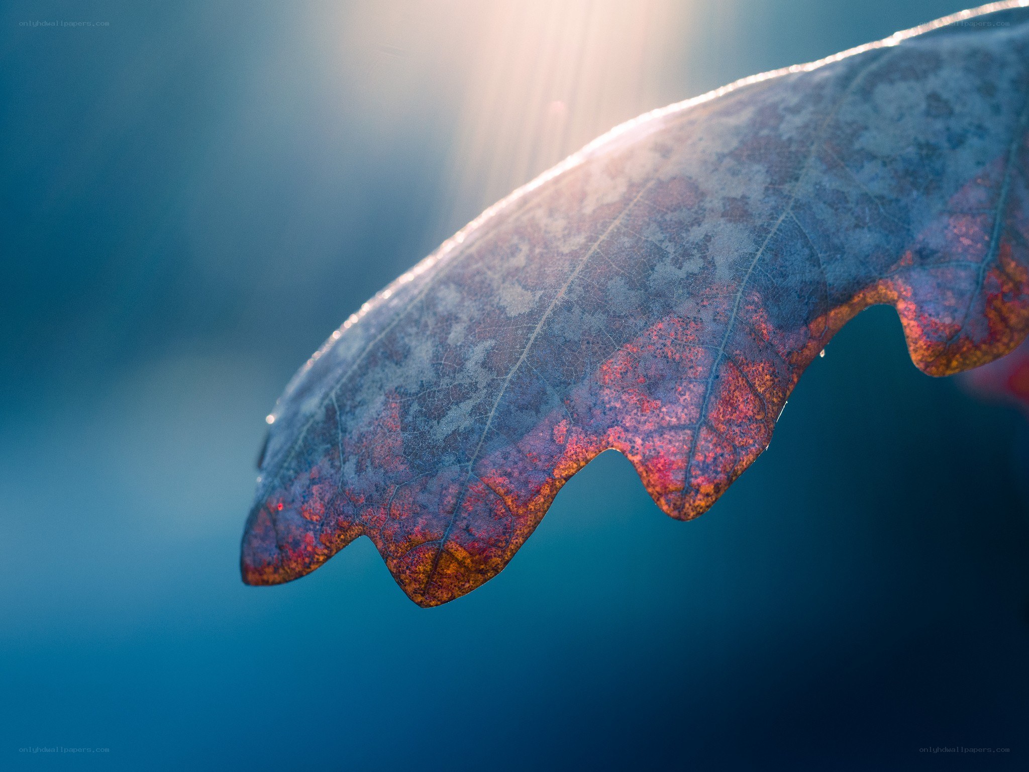 autumn leaf in sunlight
