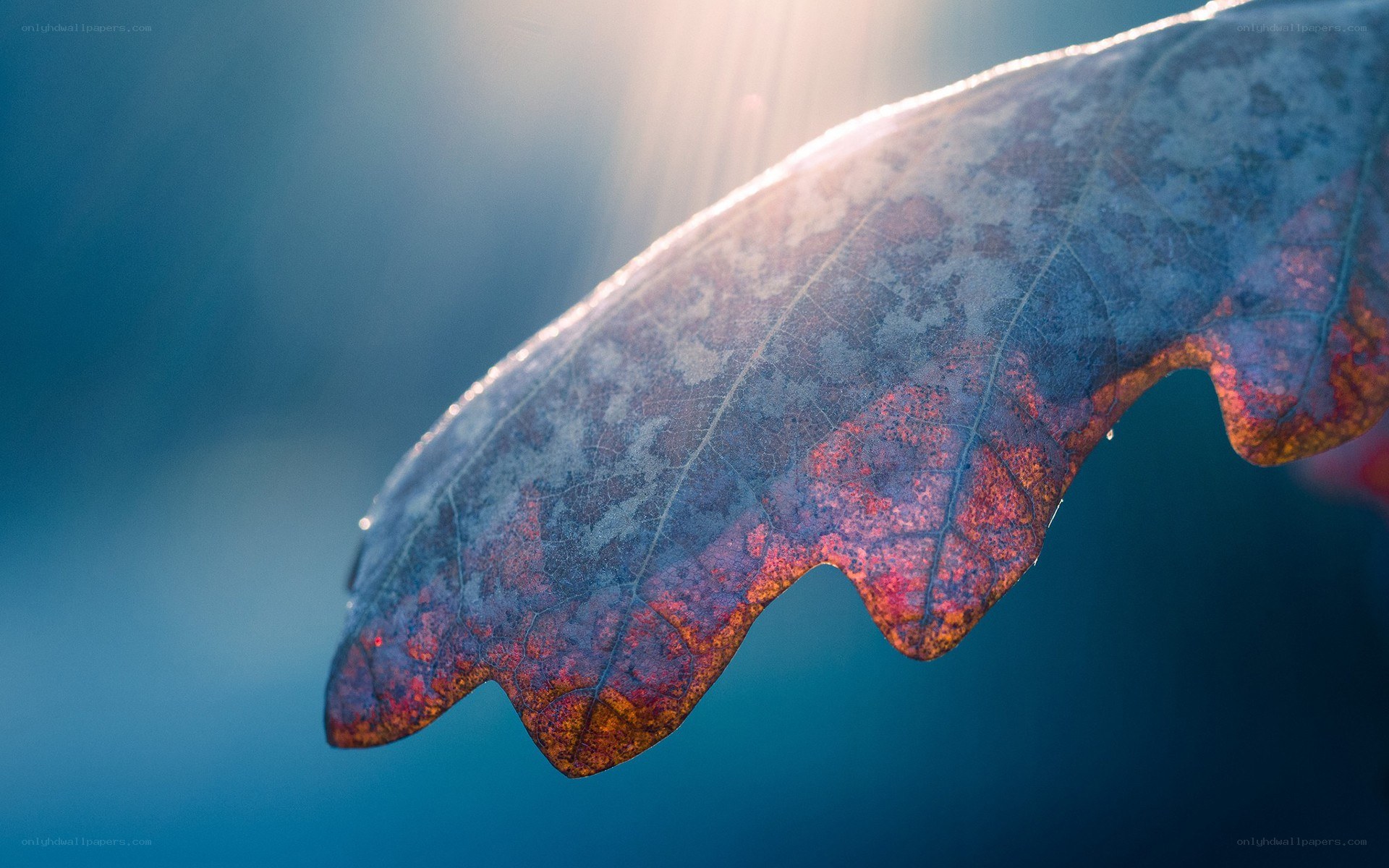 autumn leaf in sunlight