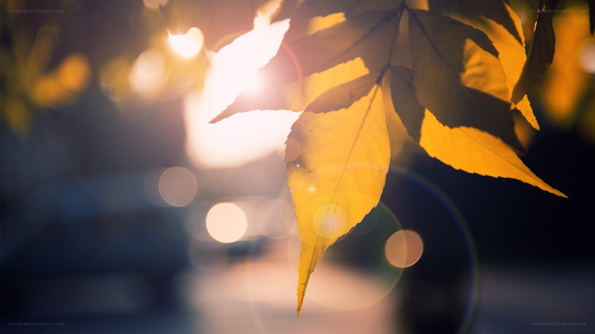 autumn leaf in sunlight