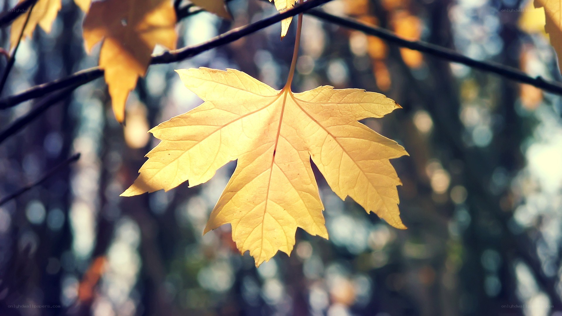 autumn leaf in sunlight