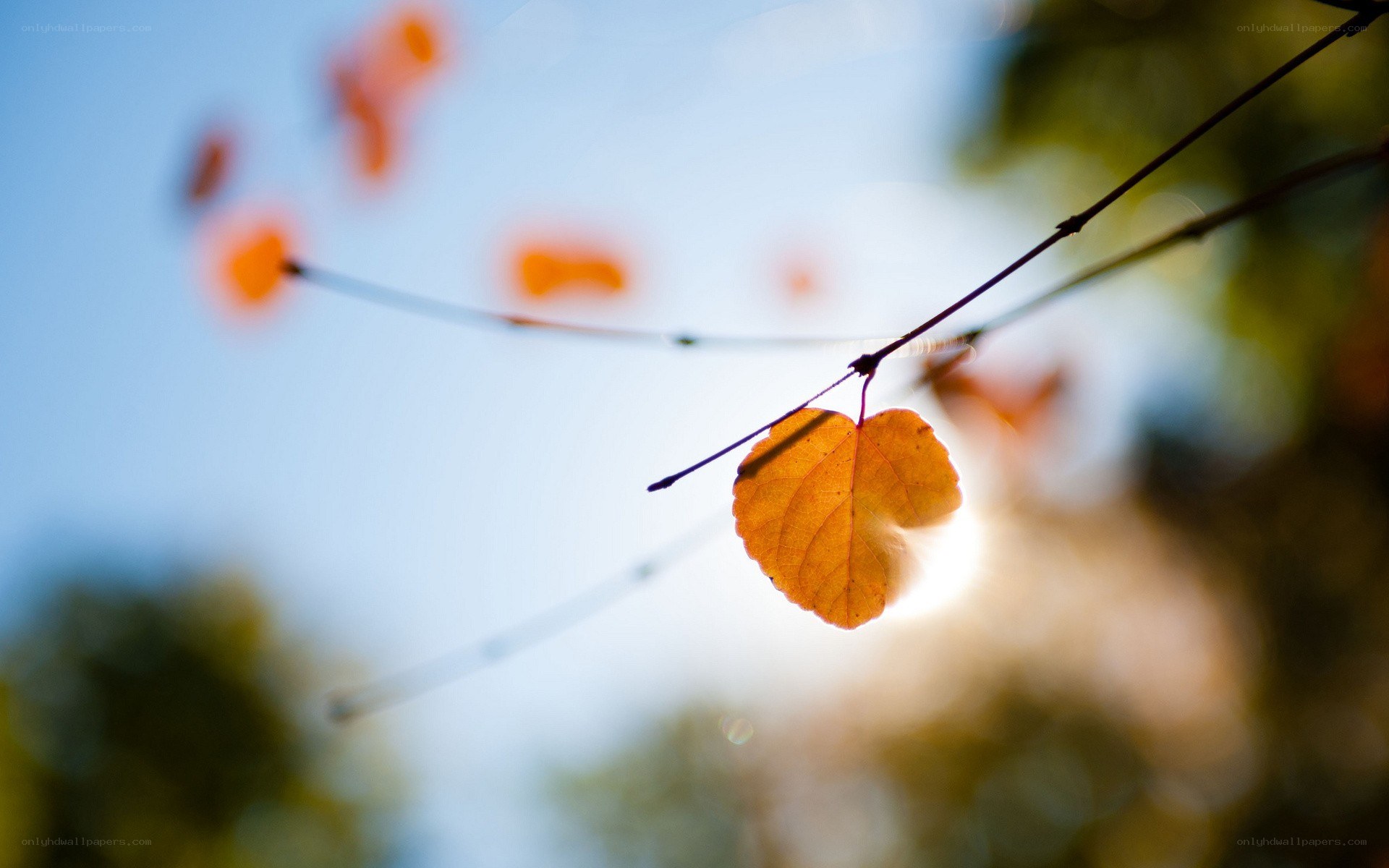 autumn leaf in sunlight