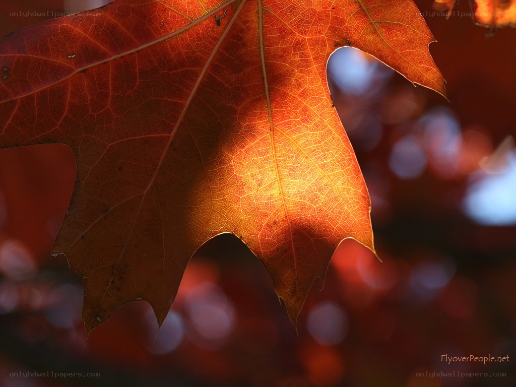 autumn leaf in sunlight