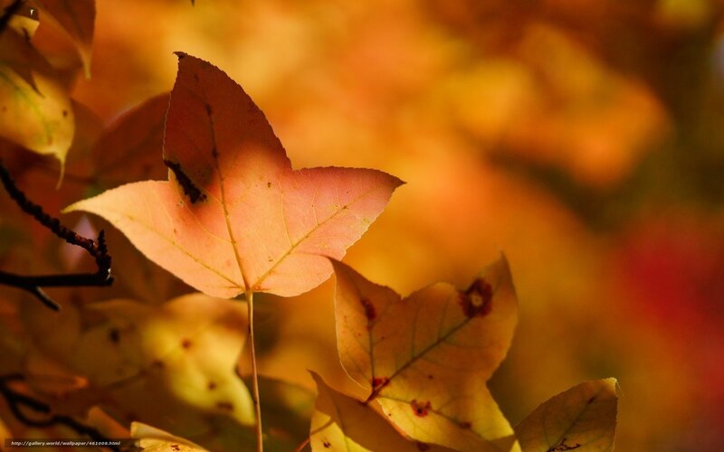 Autumn Leaf in Sunlight — Orange, Serene, Photograph, Branch