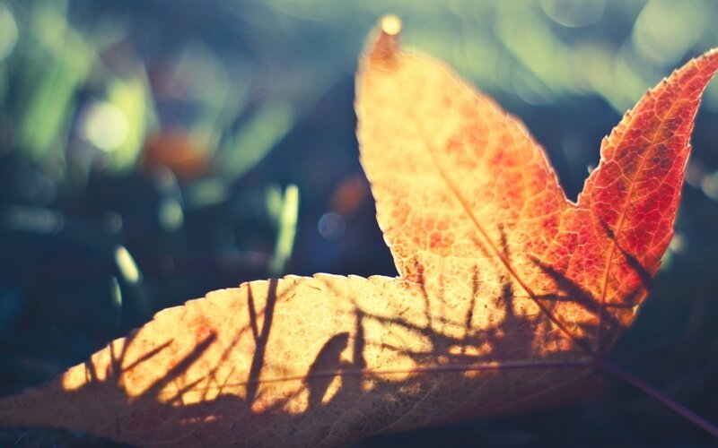 Autumn Leaf in Sunlight — Orange, Serene, Photograph, Shadow