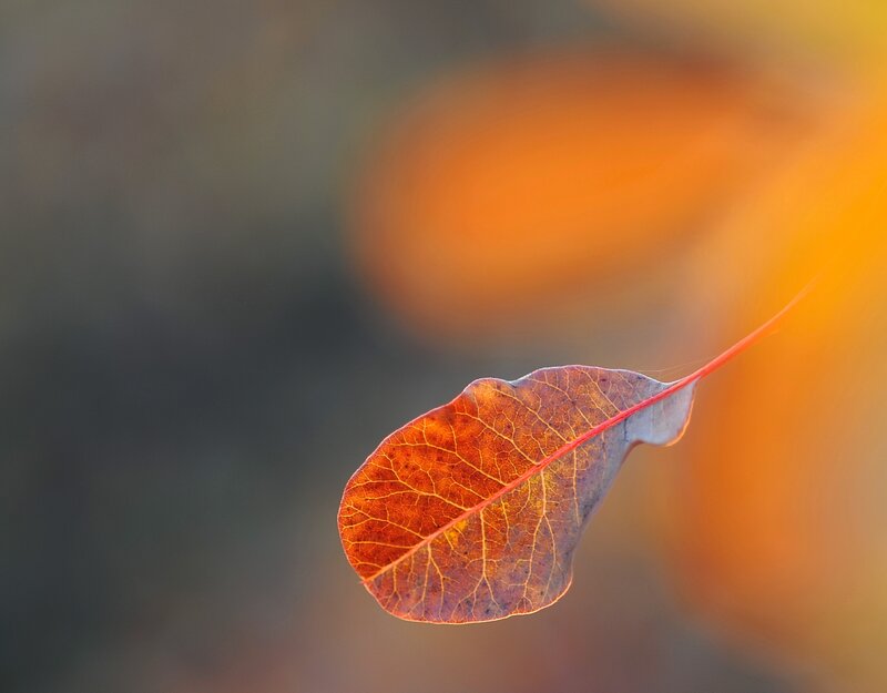 Autumn Leaf in Sunlight — Orange, Serene, Photograph