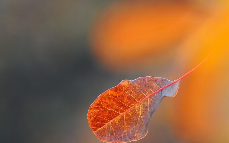 Autumn Leaf in Sunlight — Orange, Serene