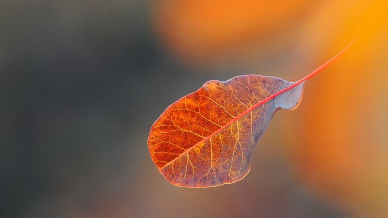 Autumn Leaf in Sunlight — Orange