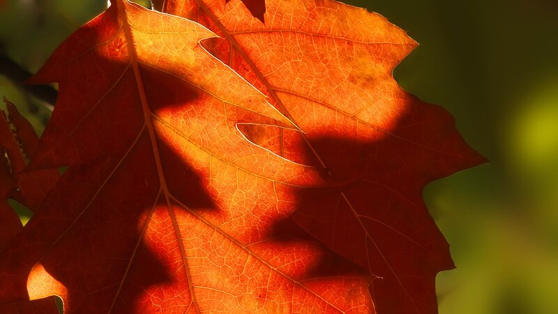 Autumn Leaf in Sunlight — Red, Dramatic