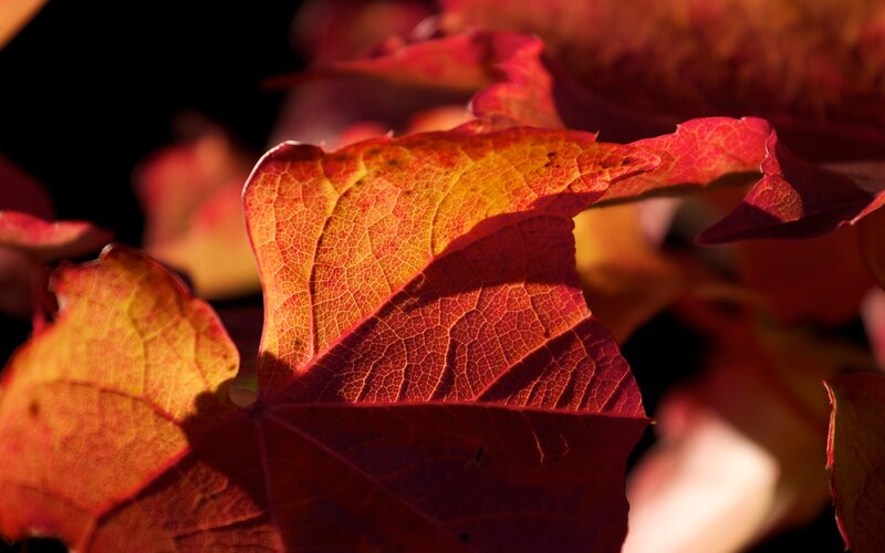 Autumn Leaf in Sunlight — Red