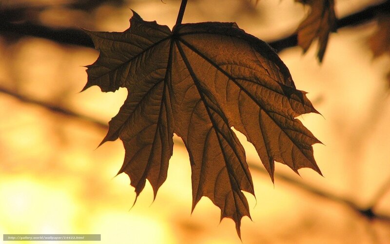 Autumn leaf in sunlight