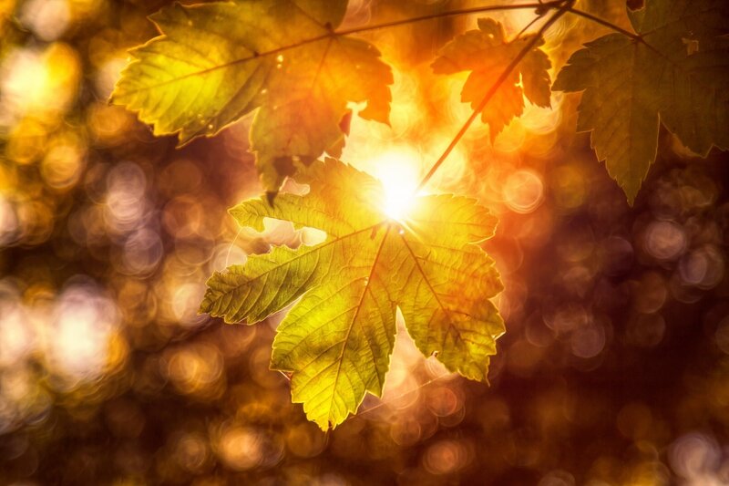 Autumn Leaf in Sunlight — Yellow, Serene