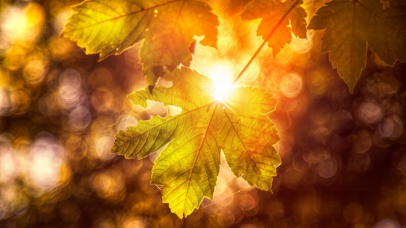 Autumn Leaf in Sunlight — Yellow