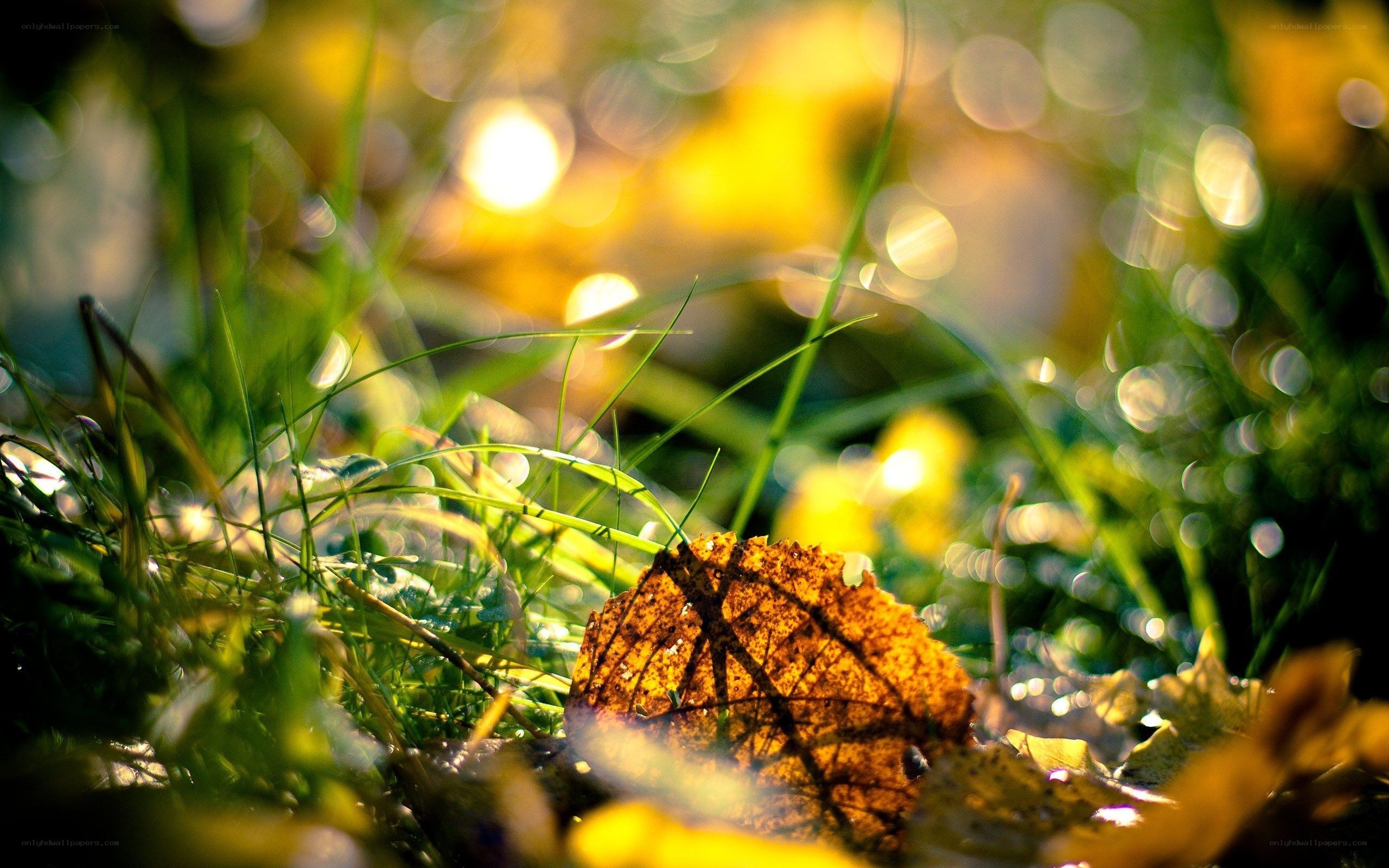 Autumn leaf in sunlit grass