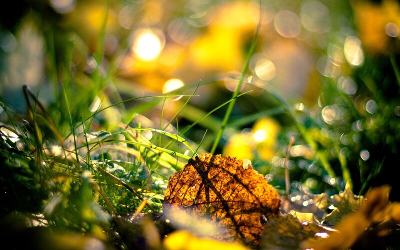 Autumn leaf in sunlit grass