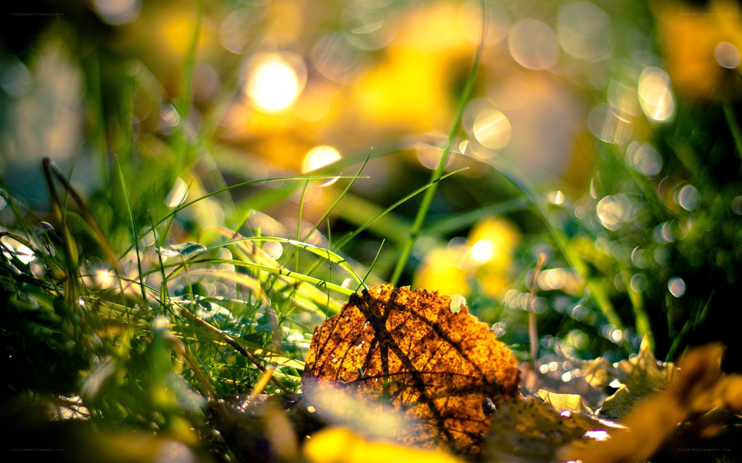 Autumn leaf in sunlit grass