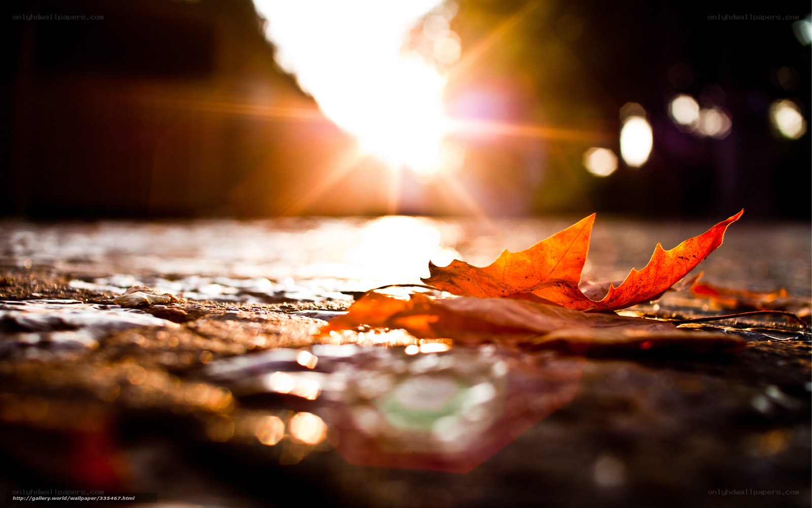 Autumn leaf in sunlit puddle