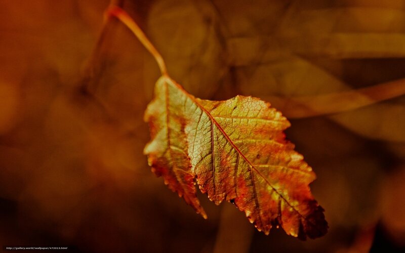 autumn leaf in warm light