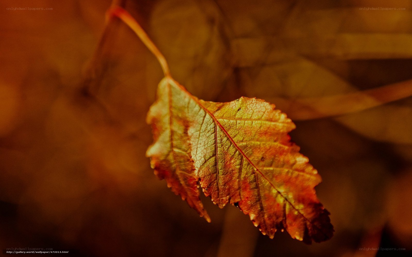 autumn leaf in warm light