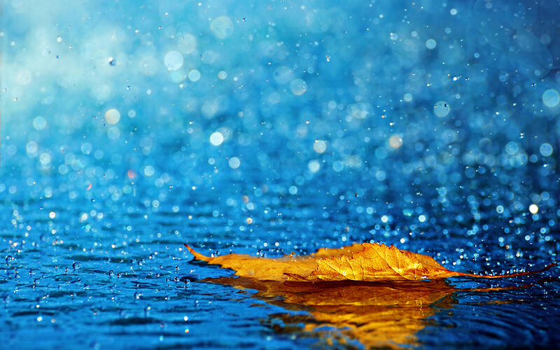 Autumn Leaf in Water — Blue