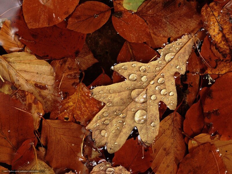 Autumn Leaf in Water — Brown, Calm